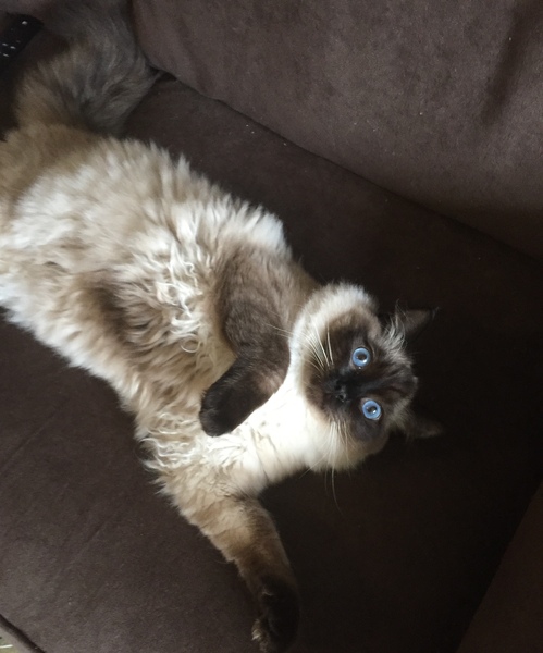 How old is your cat?