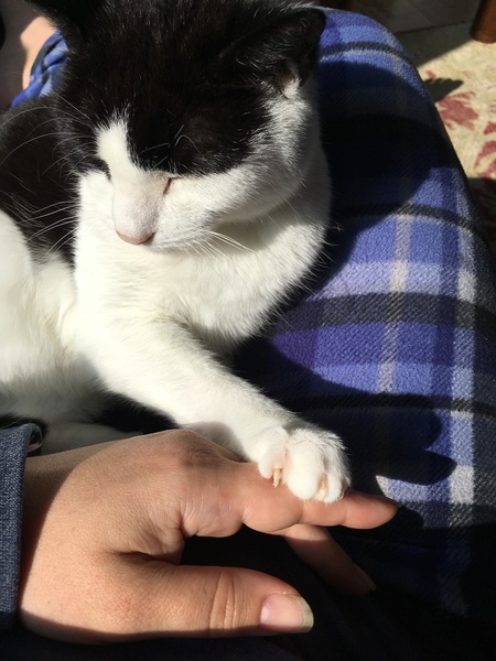 Westminstenders: Massive Rightwing Plot?