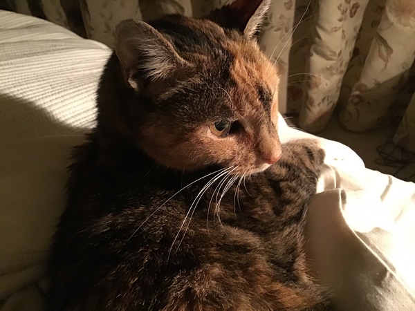 Westminstenders: Dissolved.