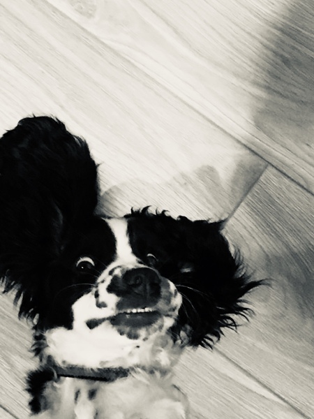 Aibu to ask what your pets online dating profile would look like?