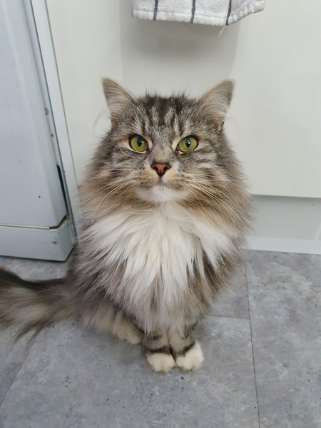 I'm thinking of getting a Maine coon. Would love to hear your experience.