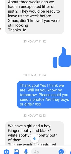 To say no to visiting pigs for Christmas??