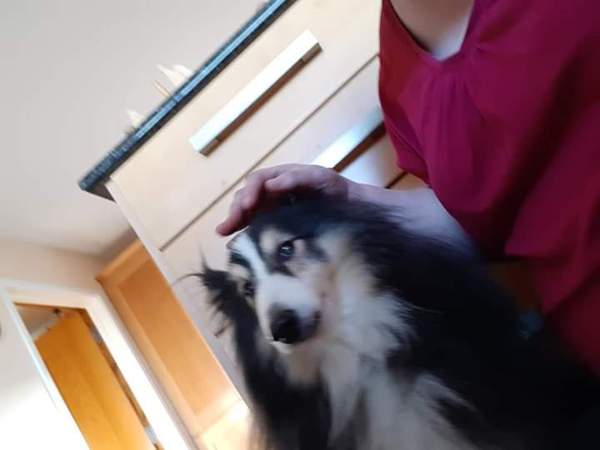 General Dog Chat 5