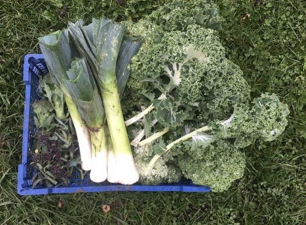 Allotment/Veg Patch Thread 14 ! growing into summer