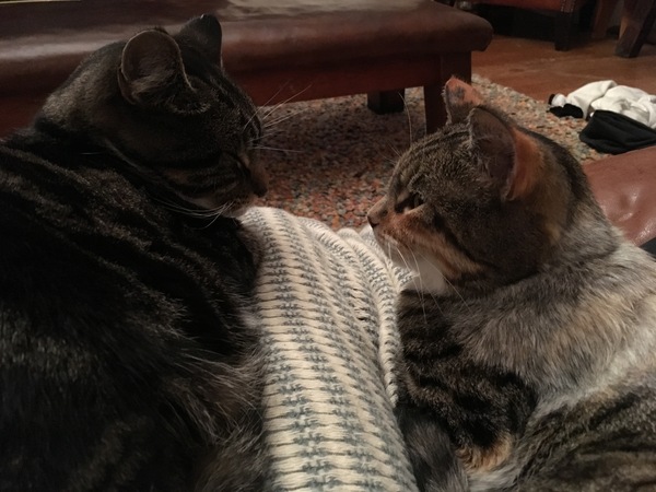 I never realised cats could be such ‘friends’