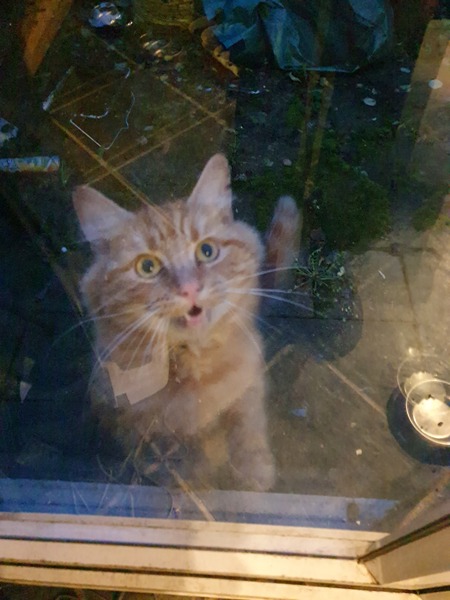 Re. Visiting cat?