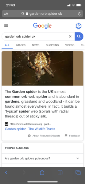 Is this a false widow spider