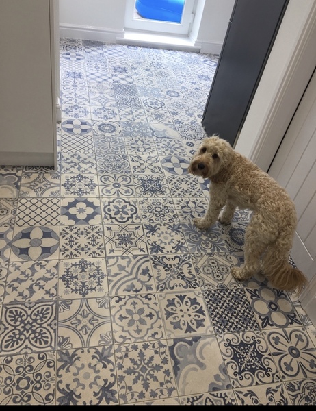 Does anyone want to show me their kitchen?