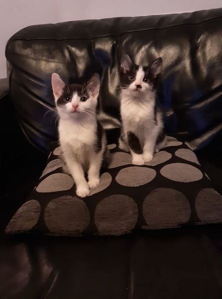 Help name our new kitten, please!