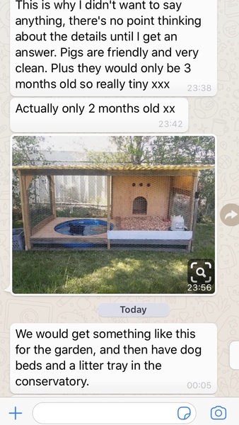 To say no to visiting pigs for Christmas??