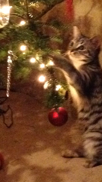 Christmas tree and cats