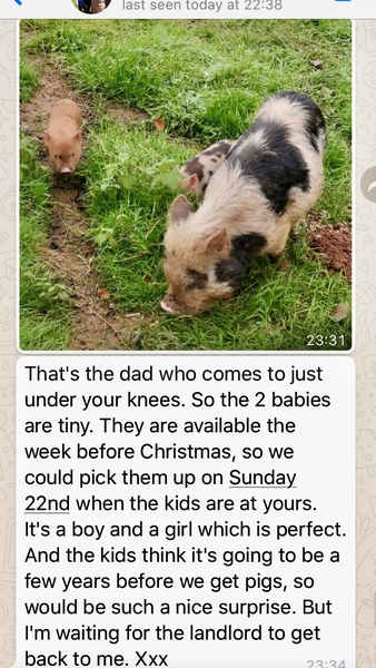 To say no to visiting pigs for Christmas??