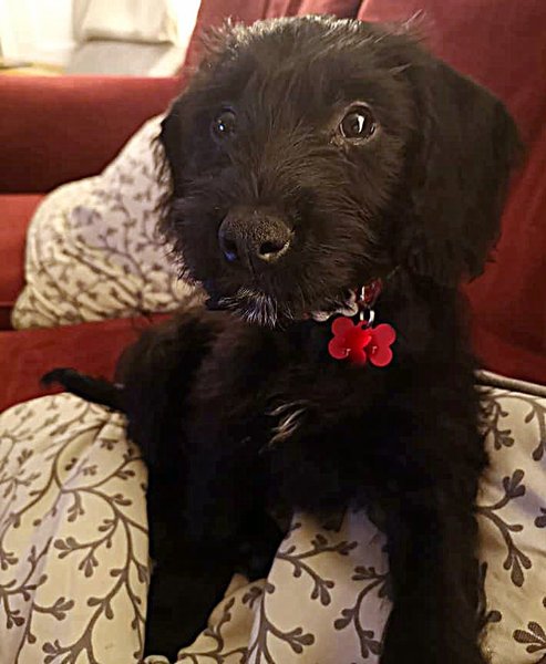 What is your dog called?