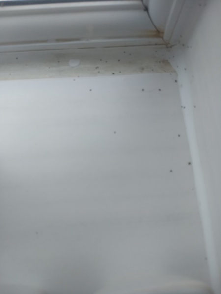 What are these black bits?