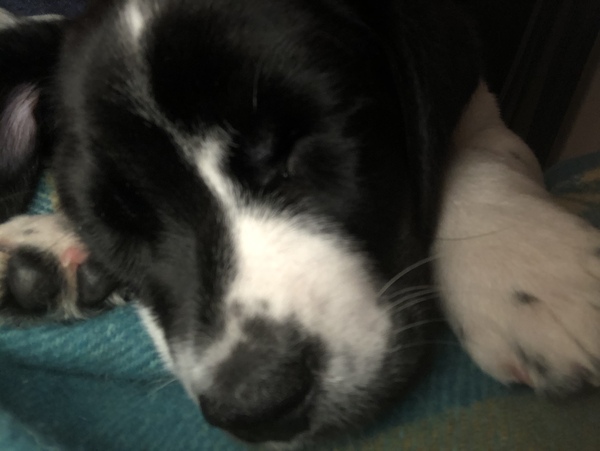 Puppies first night and he’s fallen asleep on me-should I wake him?!