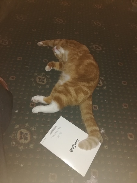 Funny ways your pets sleep