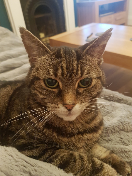 How old is your cat?