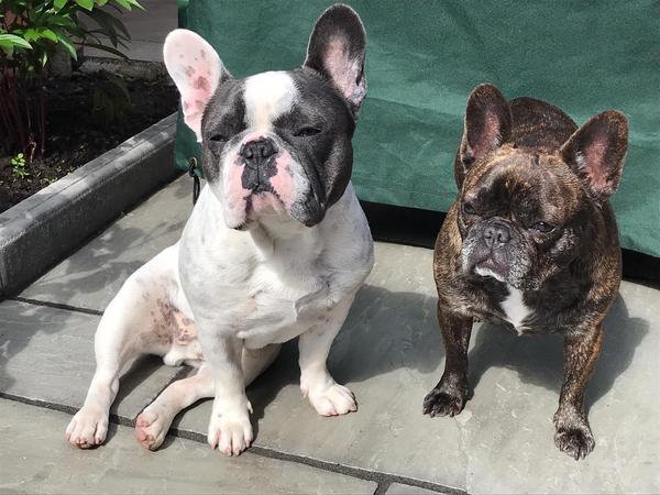 Sister-in-law is getting a french bulldog puppy and am feeling very judgemental about it!