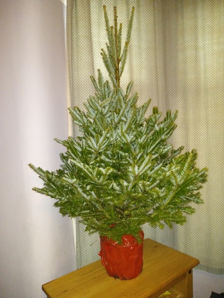 I bought a potted tree and it's amazing
