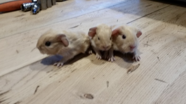 Baby Guinea Pigs