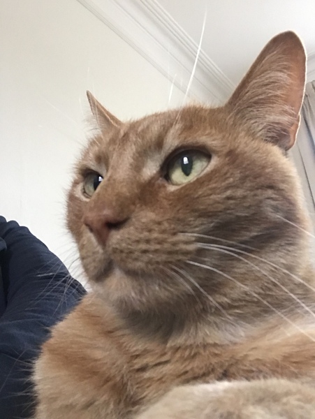 How old is your cat?