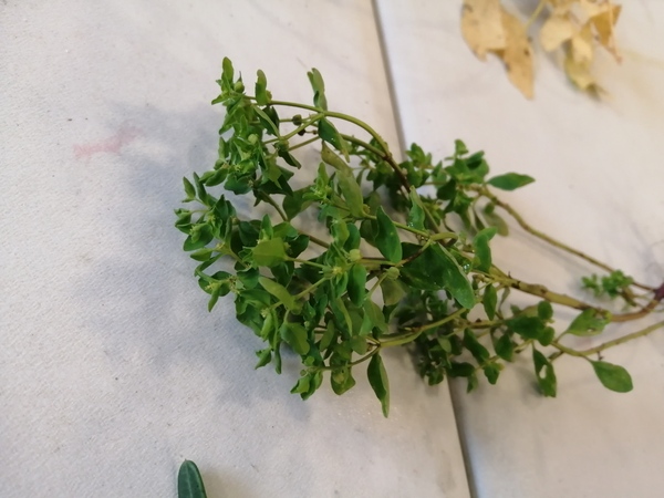 Weed identification please