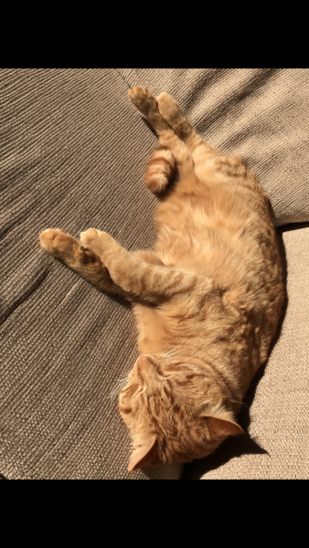 To now prefer cats to dogs?