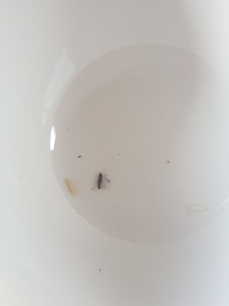 Does this look like a mouse dropping to you?