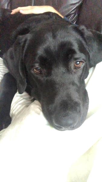 Delayed Puppy Blues