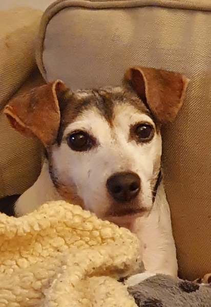 Pictures of our dogs...