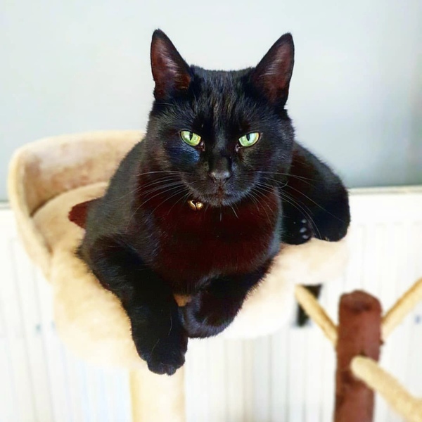 My cat is a nightmare.