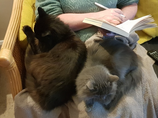 Cold weather cat behaviour