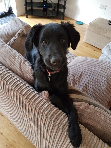 What is your dog called?