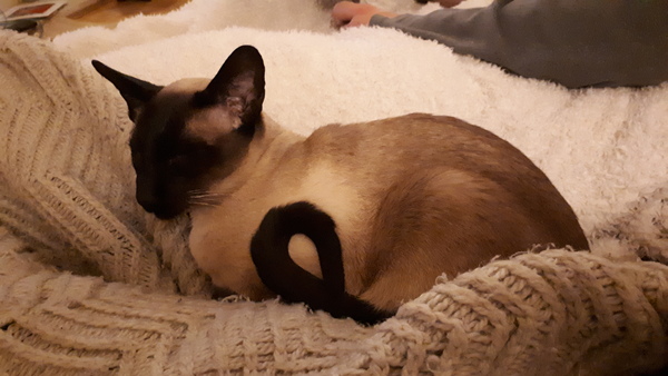 Cold weather cat behaviour