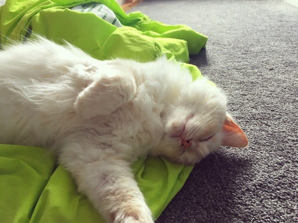 Marshmallow is in the house