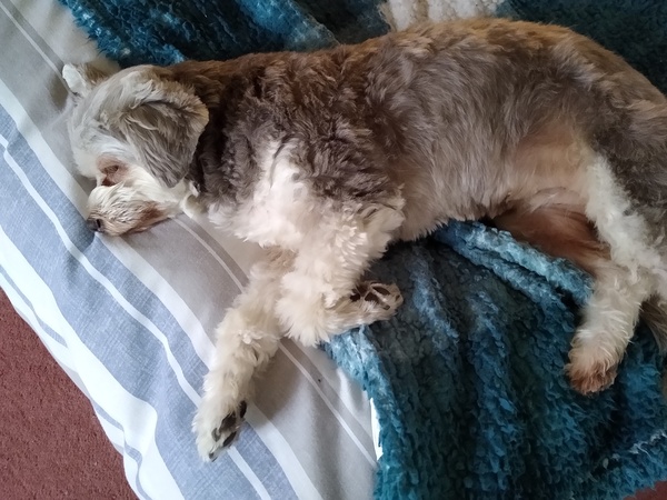 My dog is best dog