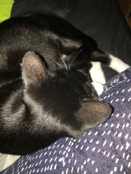 Meet my foster kitty