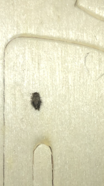 Carpet Beatle? (Pic included)