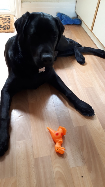 Delayed Puppy Blues