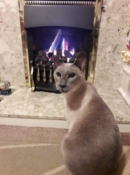 Thyroid problems in cat