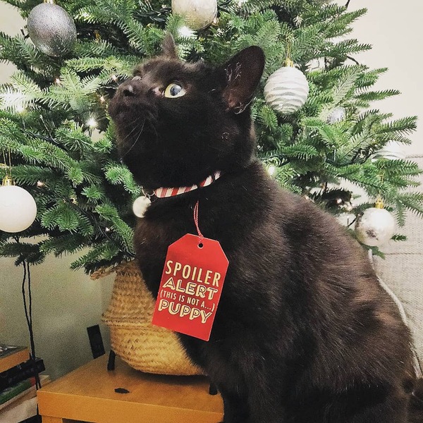 Christmas tree and cats