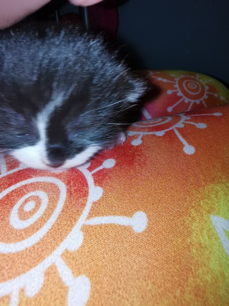 Meet my foster kitty