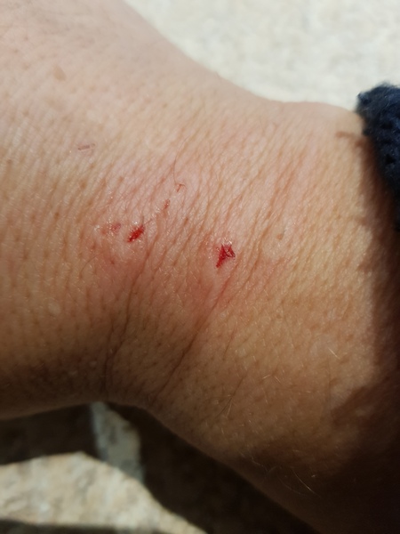 Next door's -thug- cat