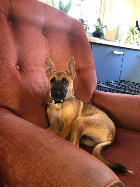 Please help us name our rescue puppy!