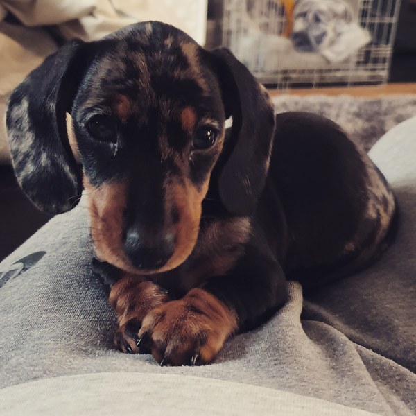 Puppy Support Group 2