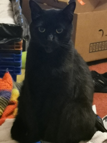 Meet my foster kitty