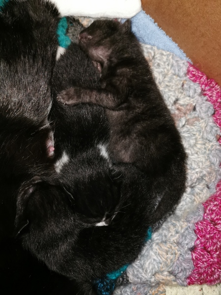 Meet my foster kitty