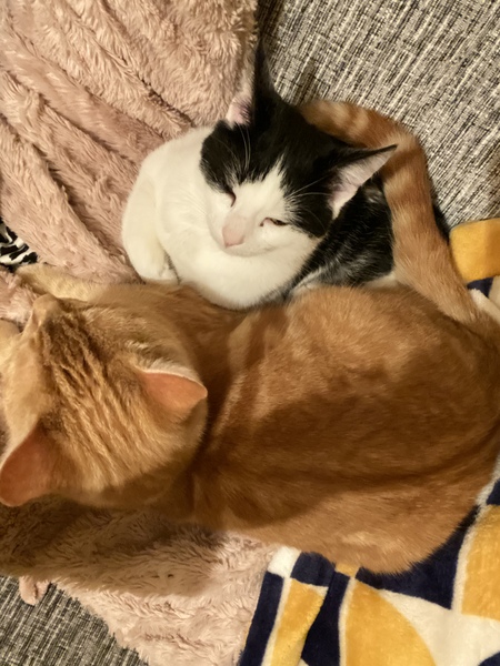 Adopted 2 cats. They hate each other!