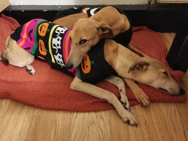 Greyhound fashion