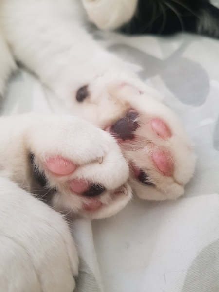 I find the paws of black and white cats, fascinating...